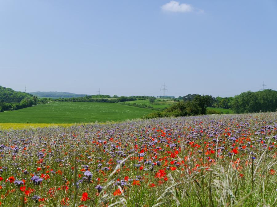 Blumenwiese